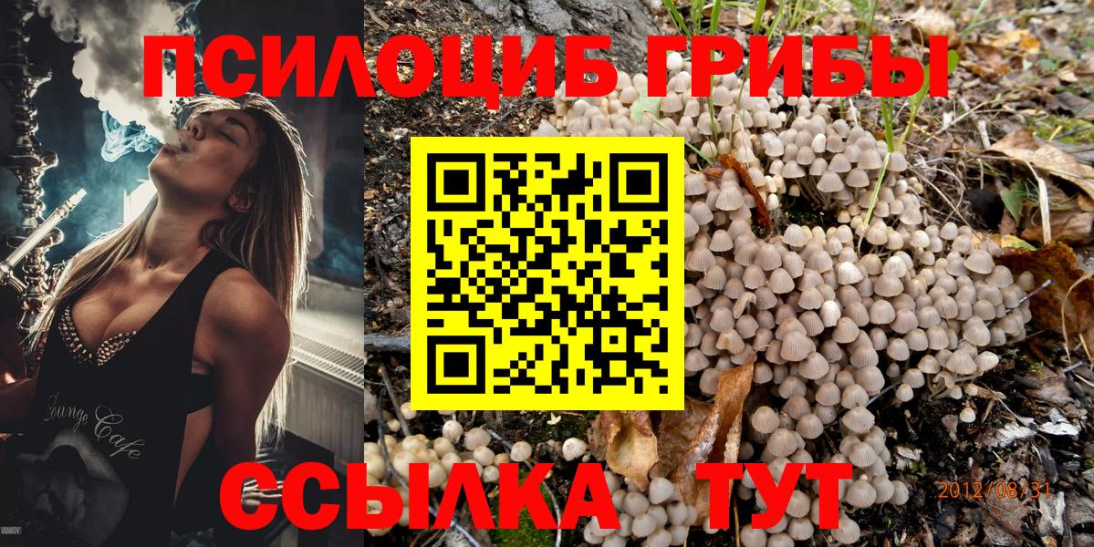 Галлюциногенные грибы Psilocybe Тверь